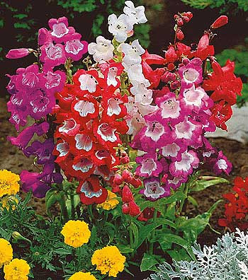 Penstemon, veľkočrepníková