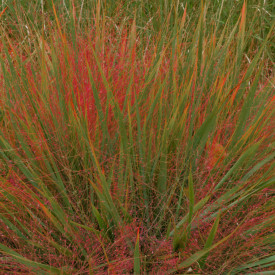 Milota nádherná (1)