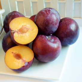 Ringlota Valor s voľným koreňom