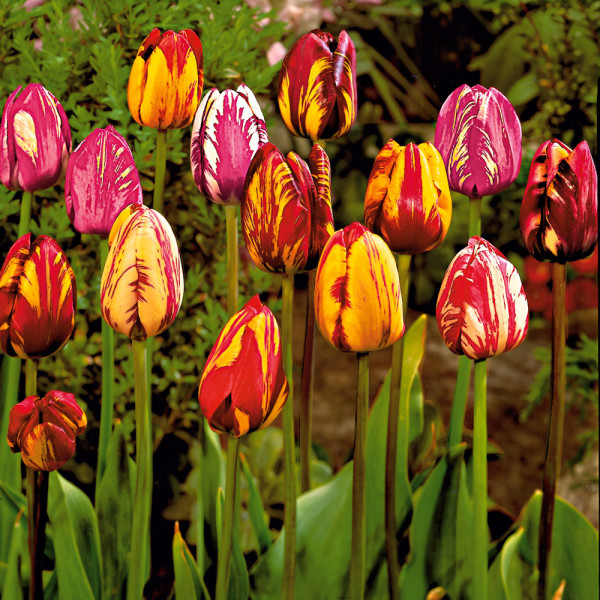 Rembrandt tulipány – zmes farieb