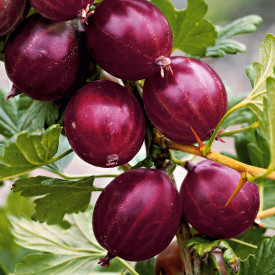 Rokula egreš, kmeňový v kontajneri