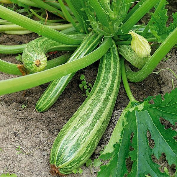 Zelená cuketa Culinari‑Green