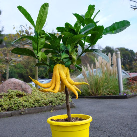 Citrus Budhova ruka