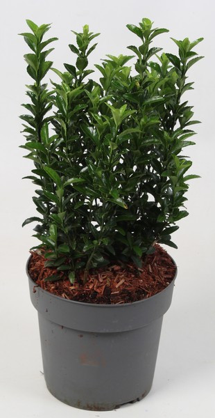 Bršlen na živý plot (3)