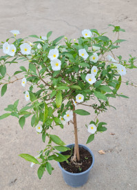 Enciánový stromček, biely