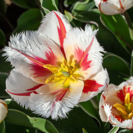 Tulipán 'Salsa'