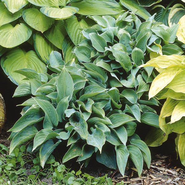 Hosta Halycon