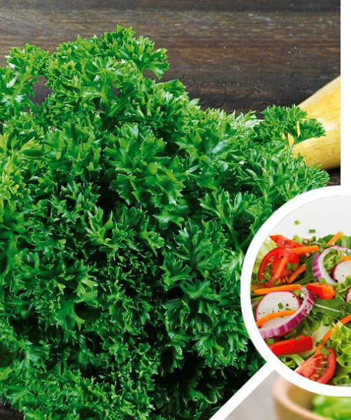 Petržlen kučeravý