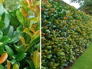 Vavrínovec lekársky Novita (3)