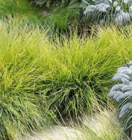 Ostrevka vápnomilná, Sesleria