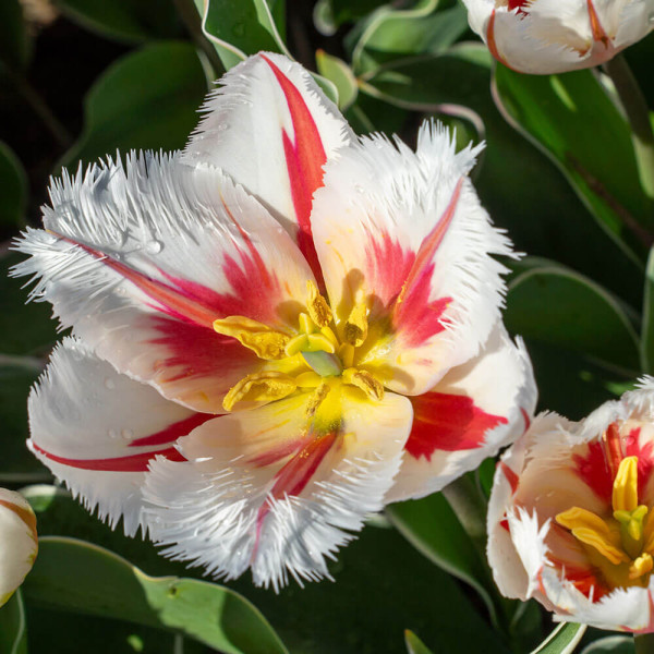 Tulipán 'Salsa'