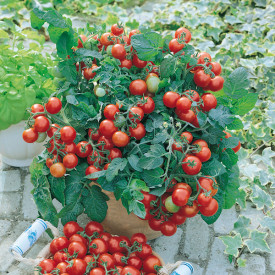 Balkónové paradajky Vilma