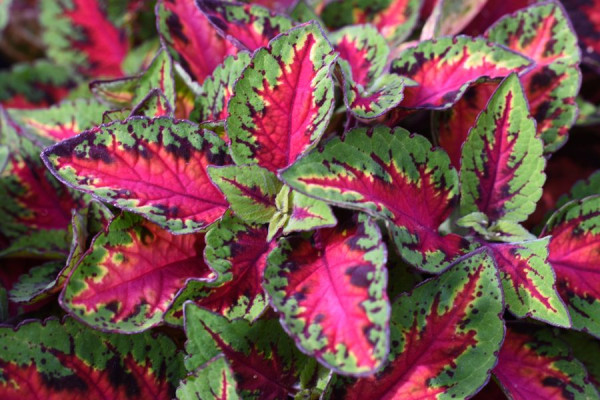 Coleus okrasná žihlava Mix