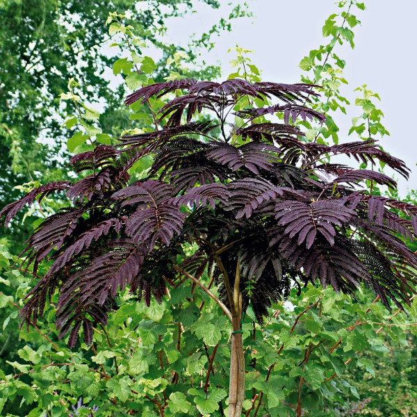 Albízia ružová 'Summer Chocolate'