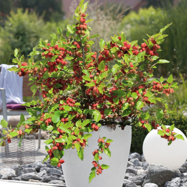 Moruša 'Mojo Berry'