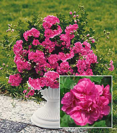 Poloťahavý muškát Pink (3)