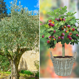 Sada: Olivovník Orvieto + Farebná Figa Viola kmeňová