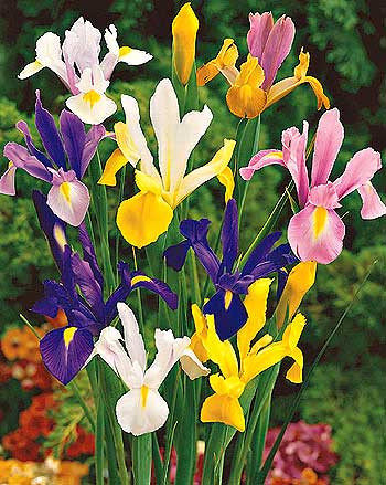 Kosatec holandský (8)