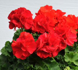 Muškát Feuerball (3)