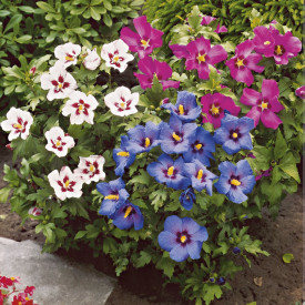 Ibištek sýrsky - Tricolor