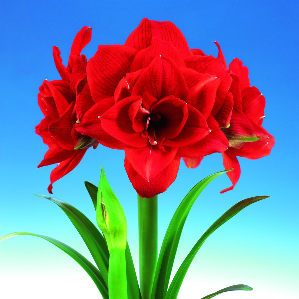 Amarylka Cherry Nymph