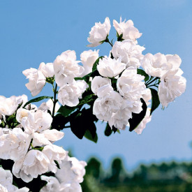 Pajazmín plnokvetý