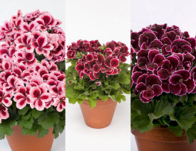 3 muškáty Aristo Beauty