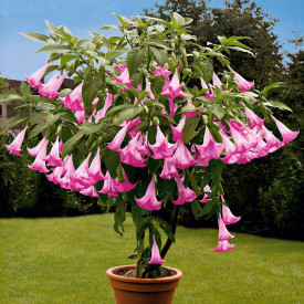 Anjelské trúby Candida Pink