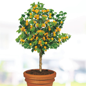 Trpasličia marhuľa v kontajneri