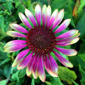Echinacea Green Twister