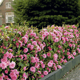 Kamélie na živý plot