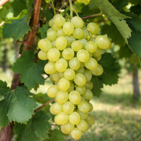 Bezsemenné stolové hrozno Kráľovná zo Sáby