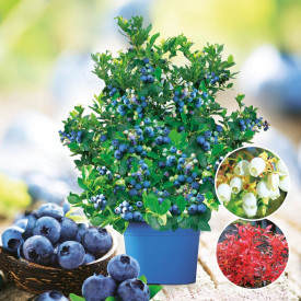 Čučoriedka 'Jolly Berry Big Blue'