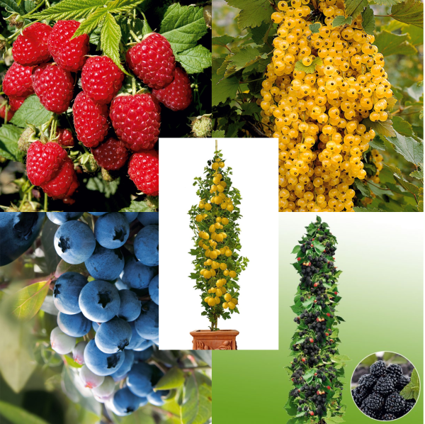 Zostava 5 bobuľovín