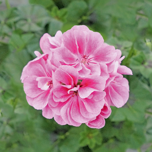 Amethyst, plnokvetý muškát pink (3)
