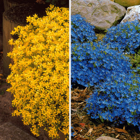 3 Rozchodník prudký + 3 Zvoček bolonský