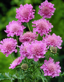 Hlaváč ružový Pink Mist