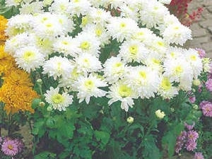 Chryzantéma Gerrie Hoek (1)