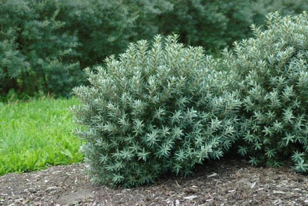 Rakytník samčí Hikul