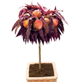 Trpasličia broskyňa Crimson