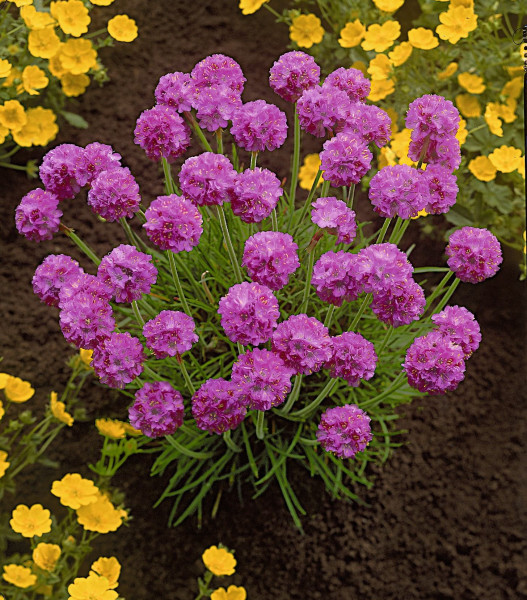 Trávnička prímorská (3)