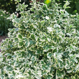 Bršlen Fortuneov 'Emerald 'n Gold'
