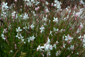 Gaura - veľký kvetináč