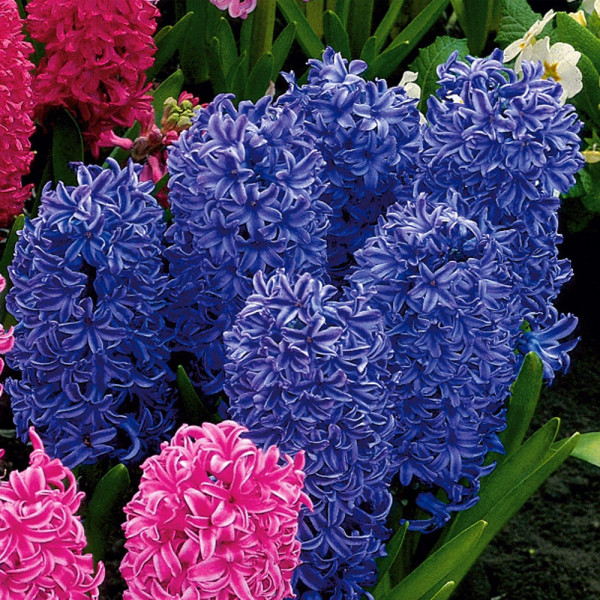 Voňavé hyacinty tmavomodré