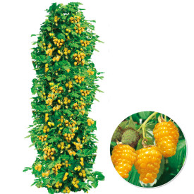 Malina zlatá Two Timer Sugana (2)