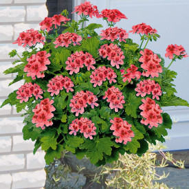 Voňavý muškát Orangino (3)