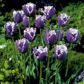 Tulipán 'Cummins'