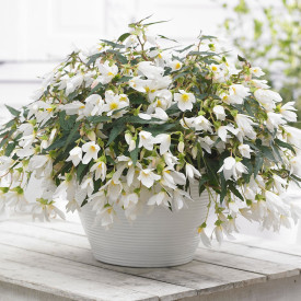 Begónia Beauvilia, biela (3)