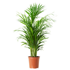 Areca palma, menšia