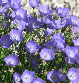 Zvonček karpatský, modrý (3)